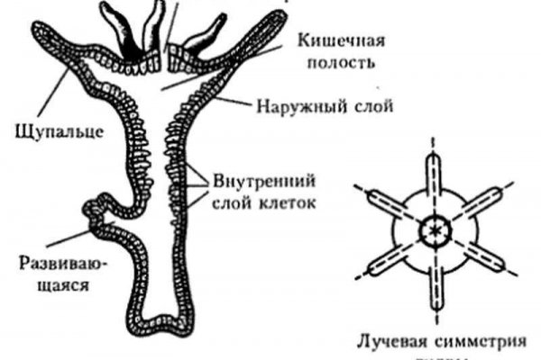 Ссылка кракен не работает